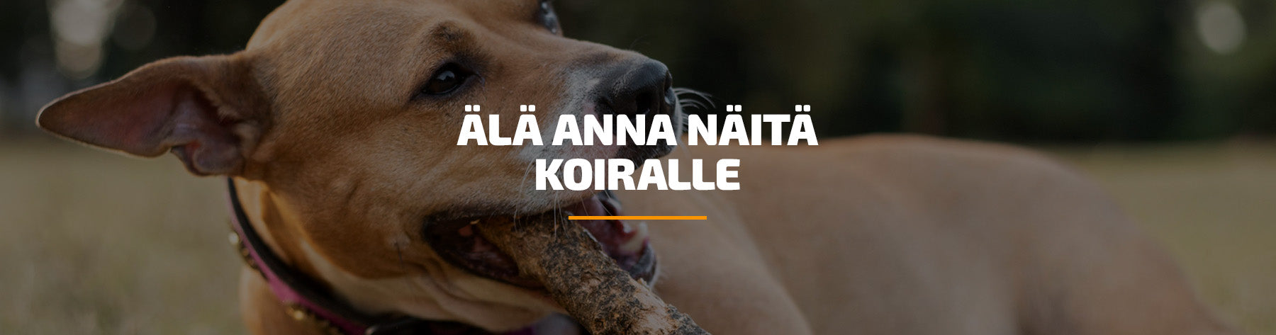Älä anna näitä koiralle