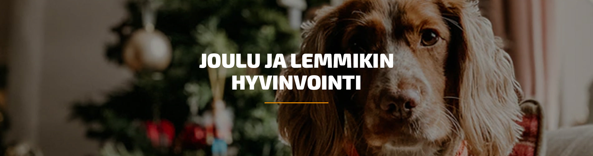 Joulu ja lemmikin hyvinvointi