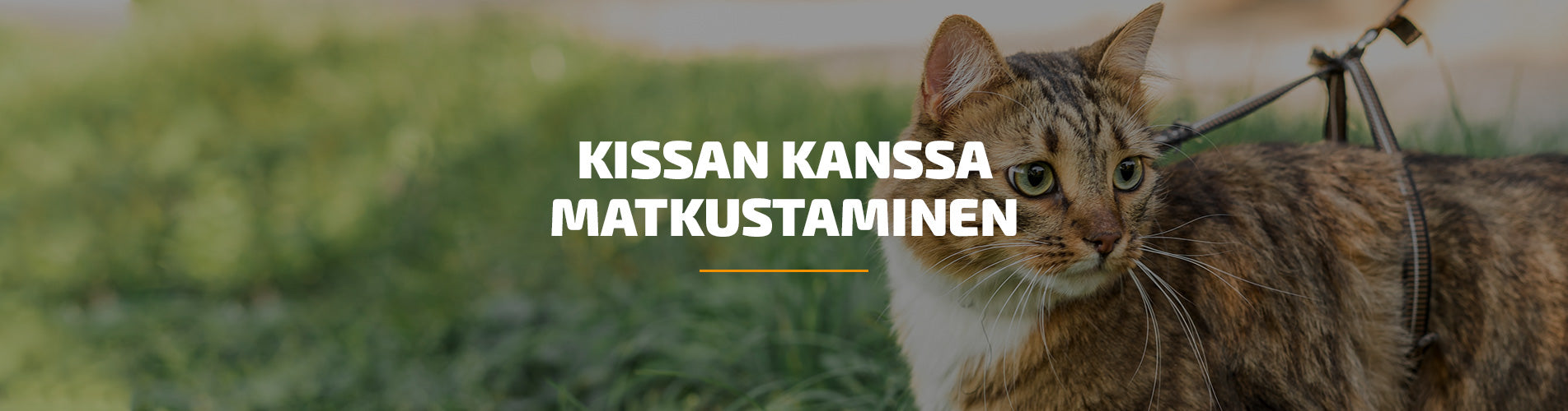 Kissan kanssa matkustaminen