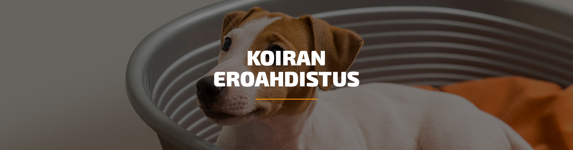 Koiran eroahdistus