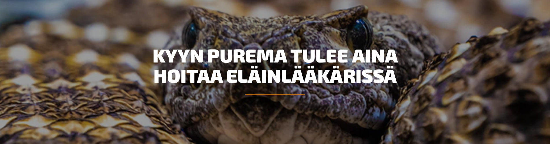 Kyyn purema tulee aina hoitaa eläinlääkärissä