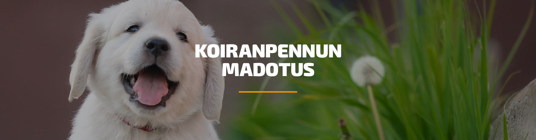 Koiranpennun madotus