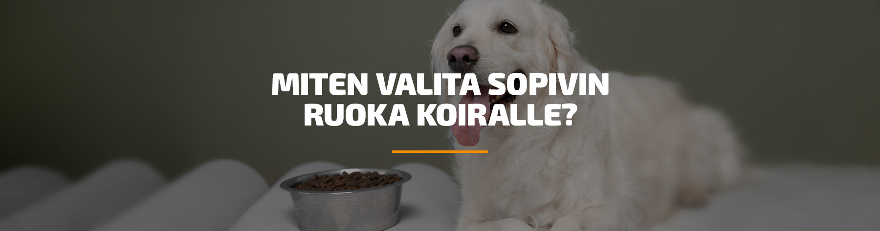 Miten valita sopivin ruoka koiralle?