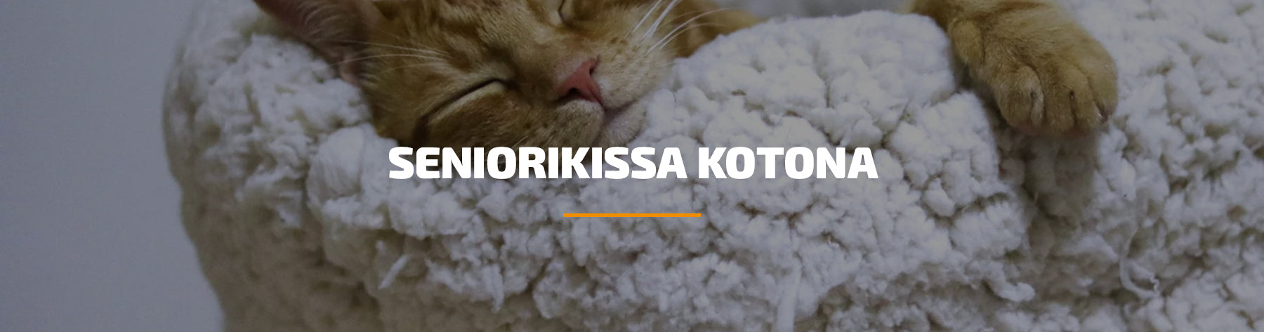 Seniorikissa kotona: muutokset, tarpeet ja hyvinvoinnin tukeminen