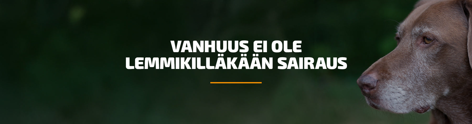 Vanhuus ei ole lemmikilläkään sairaus