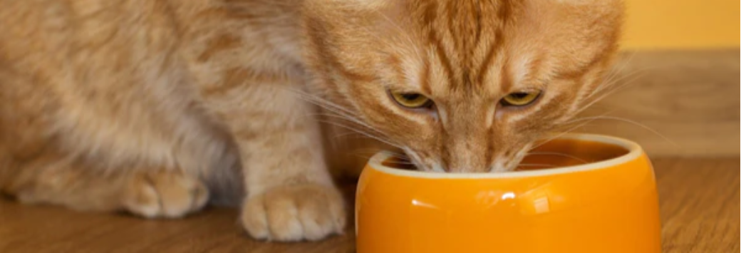 Kissanruoka - 5 tärkeintä ainesosaa hyvinvointiin