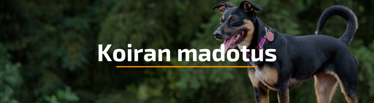 Koiran madotus