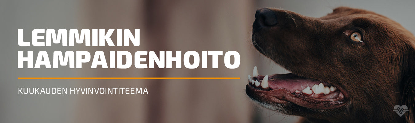 Koiran ja kissan hampaiden hoito