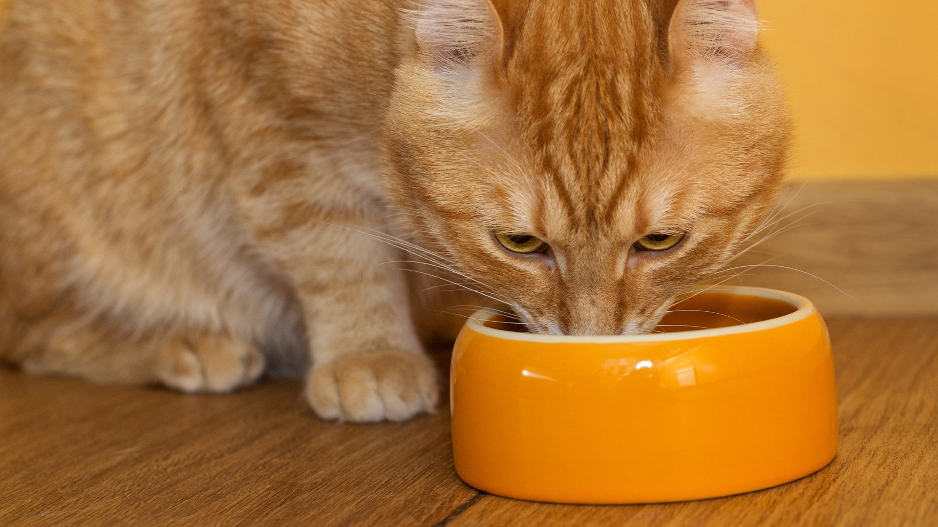 ERIKOISRUOAT KISSAN VIRTSATIESAIRAUKSIIN