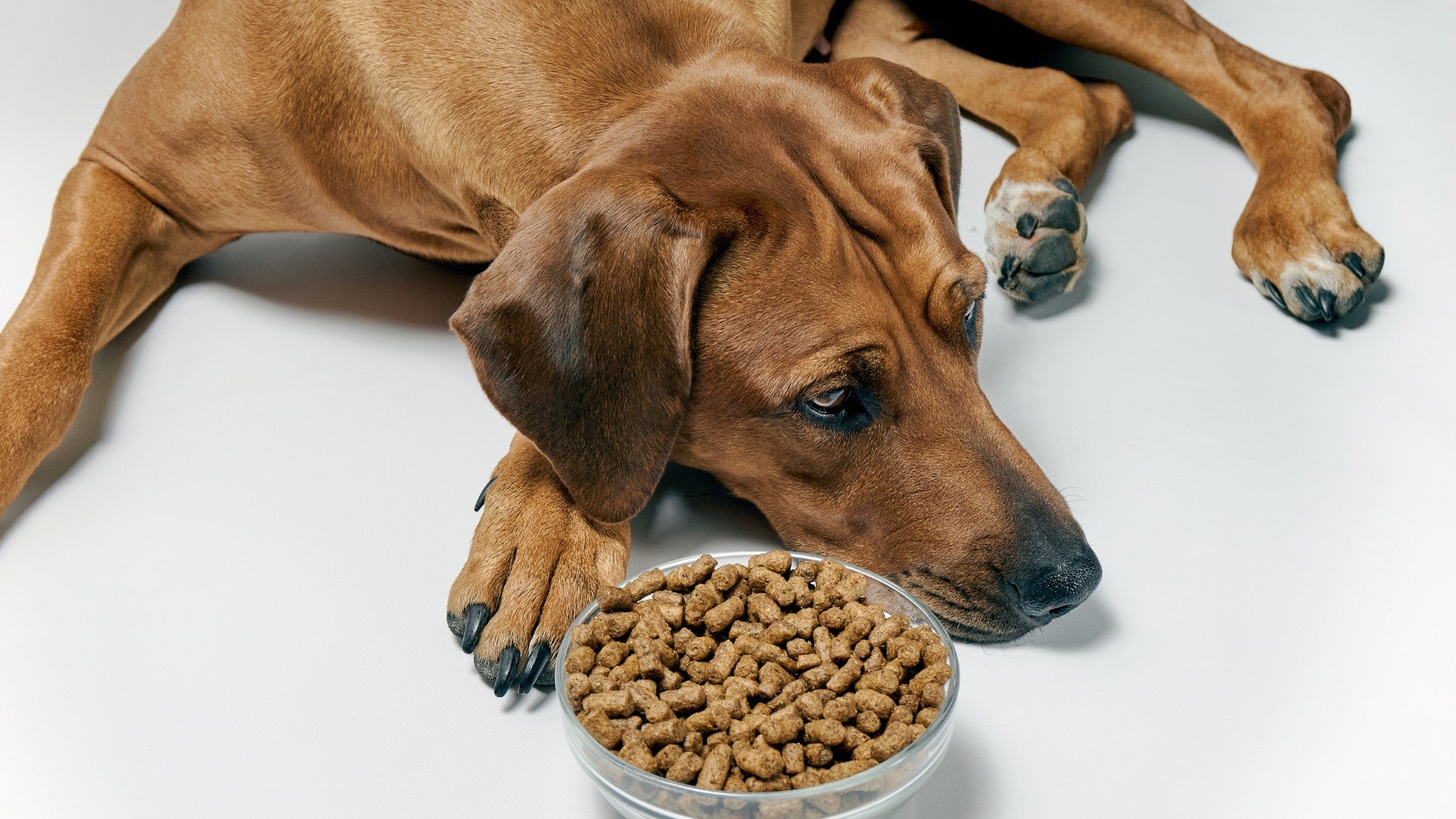 Erikoisruoat koiran eliminaatiodieettiin