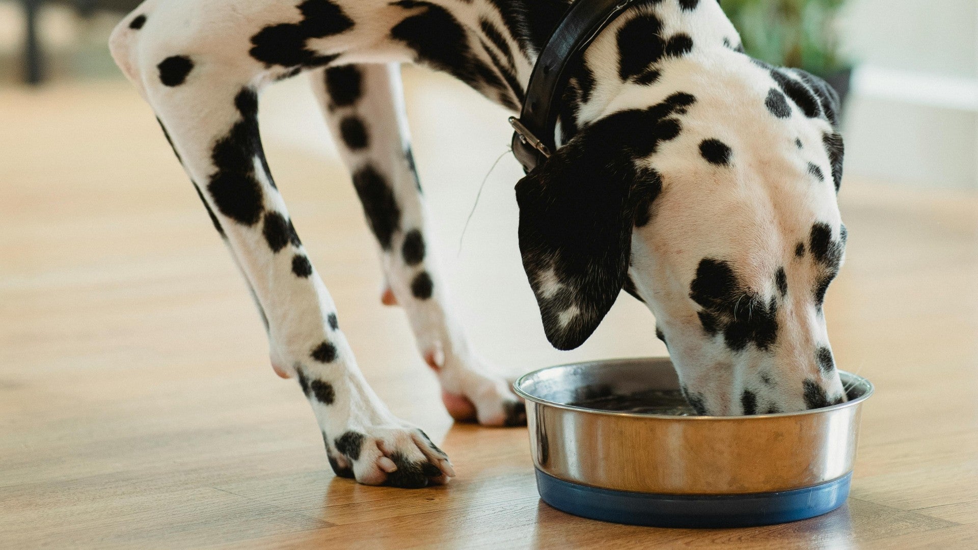 Erikoisruoat koiran ihosairauksiin