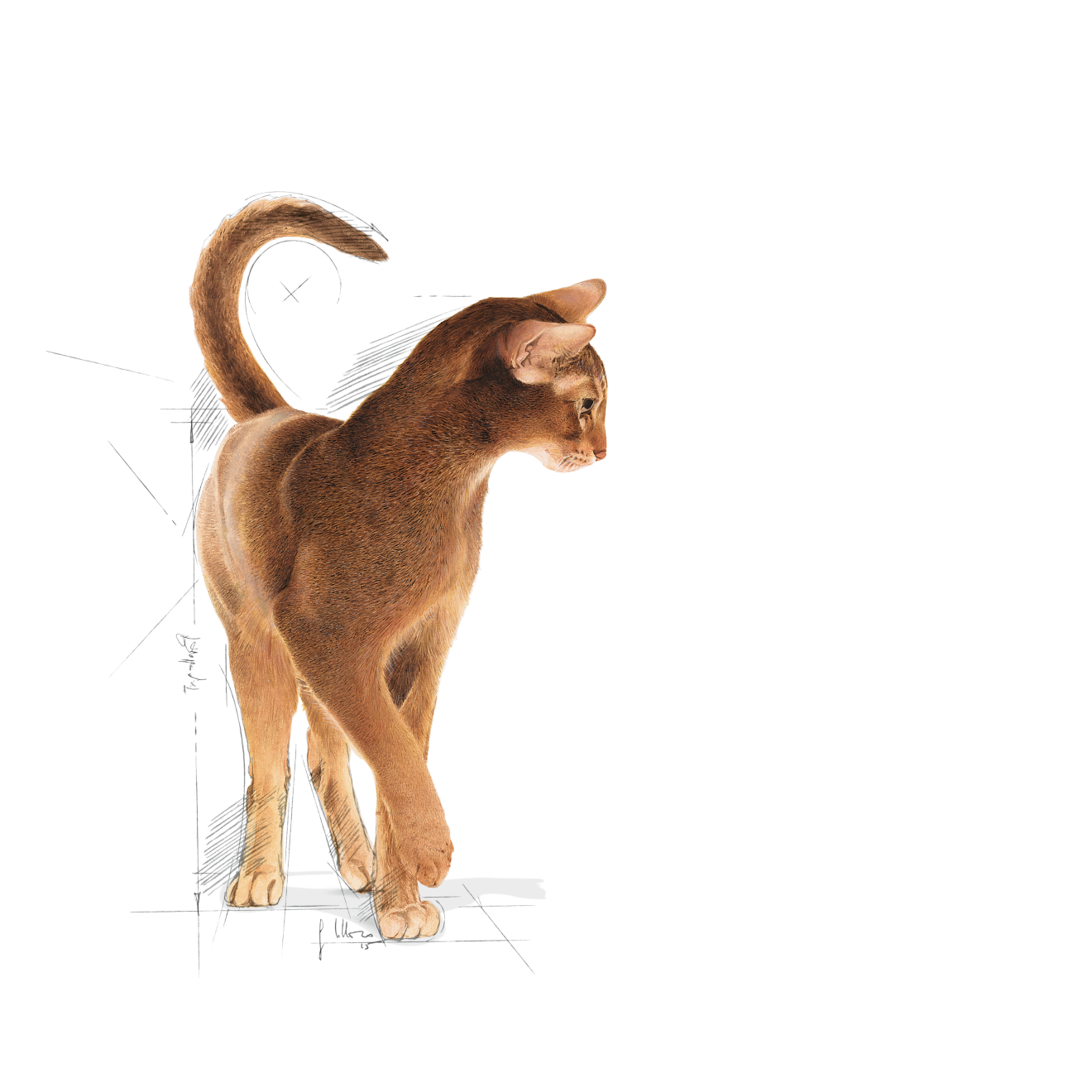 Royal Canin Aroma Exigent kissalle 2 kg