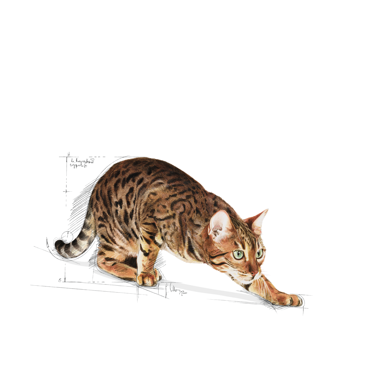 Royal Canin Outdoor kissalle 2 kg