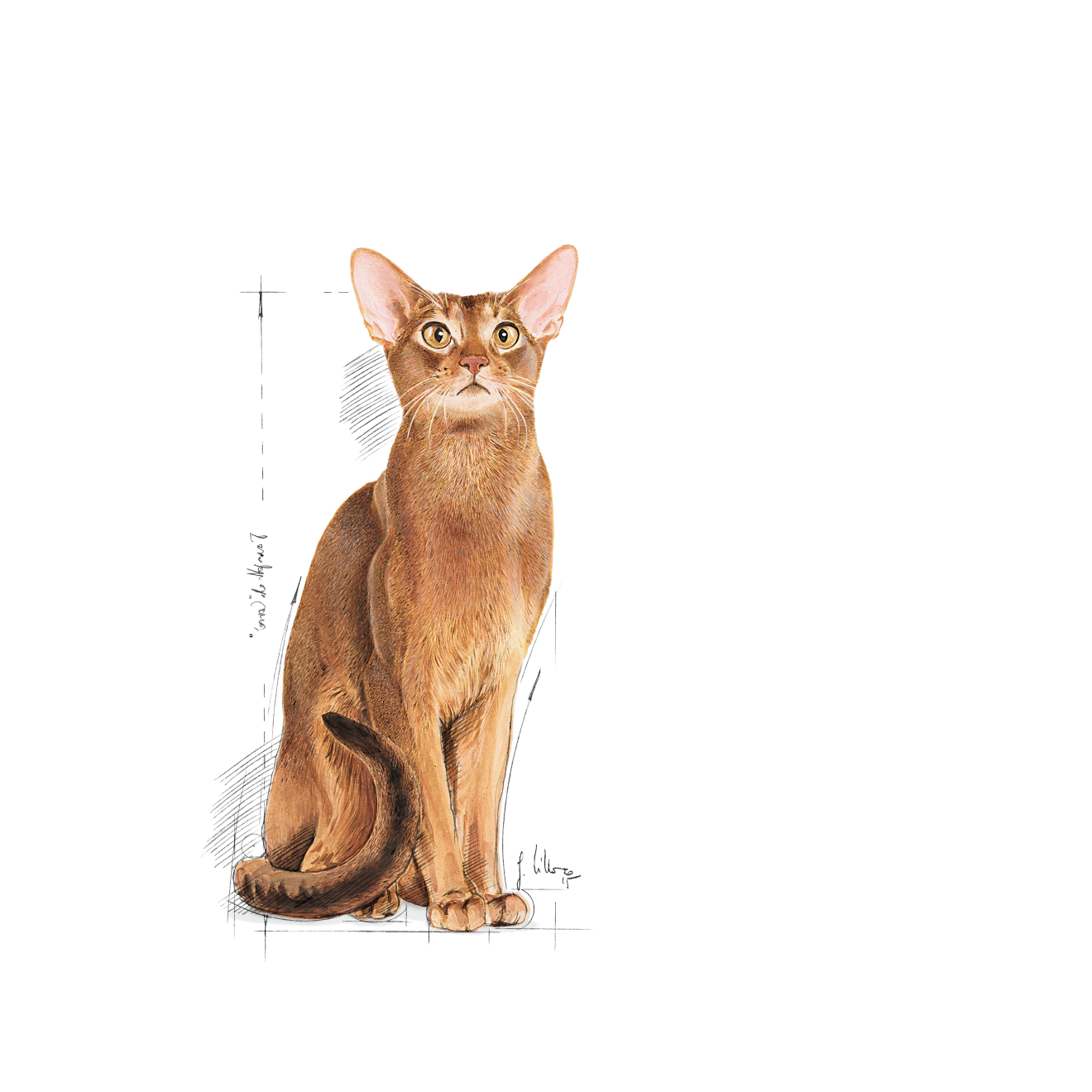 Royal Canin Protein Exigent kissalle 2 kg