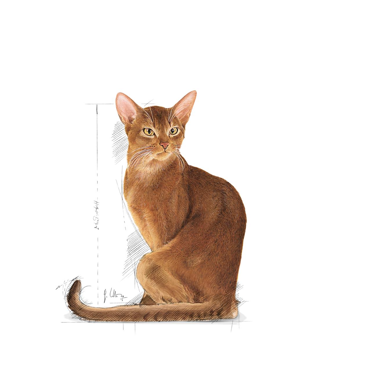Royal Canin Savour Exigent kissalle 2 kg