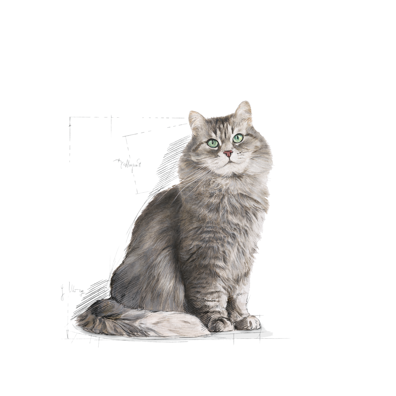 Royal Canin Sensible kissalle 10 kg