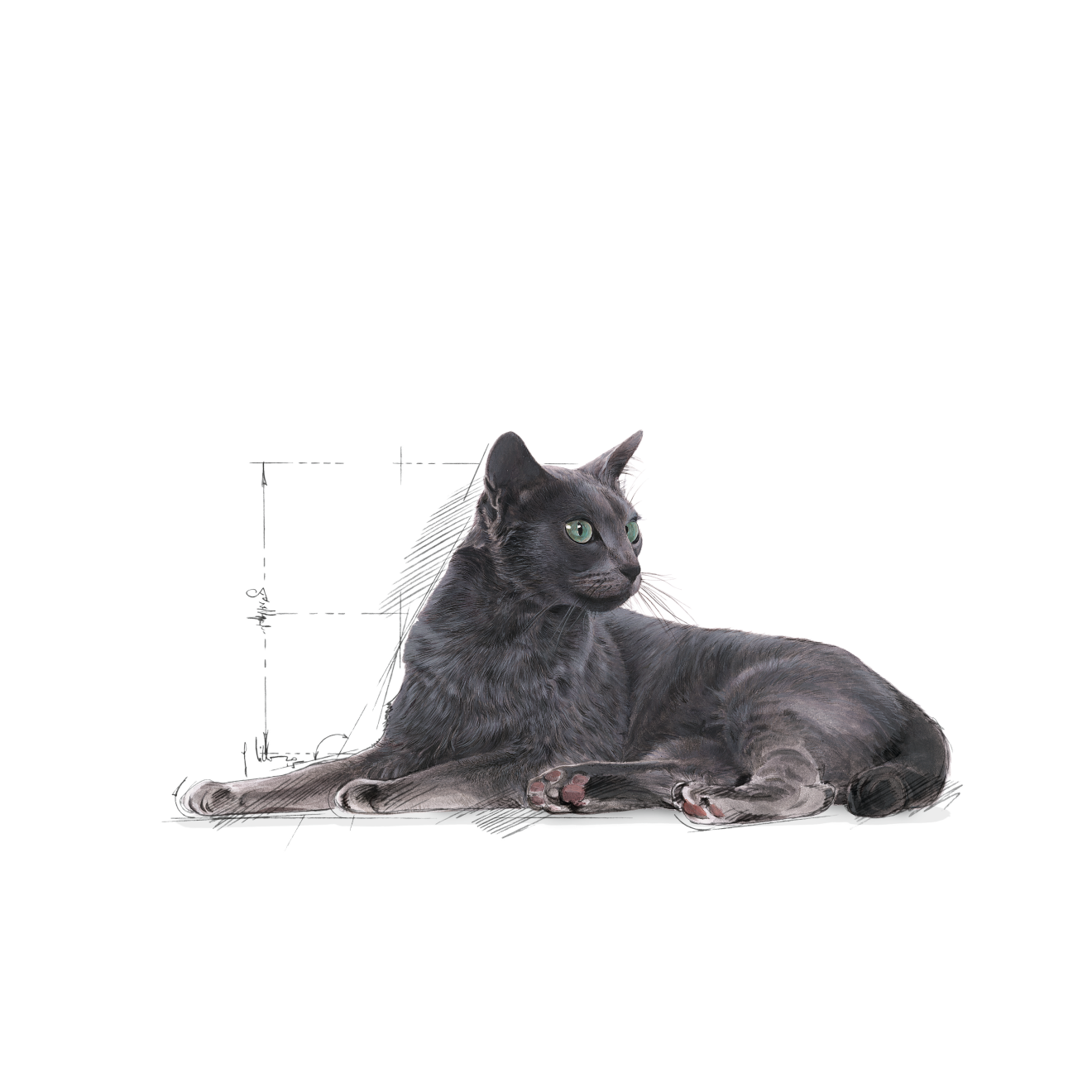 Royal Canin Sterilised 7+ kissalle 10 kg