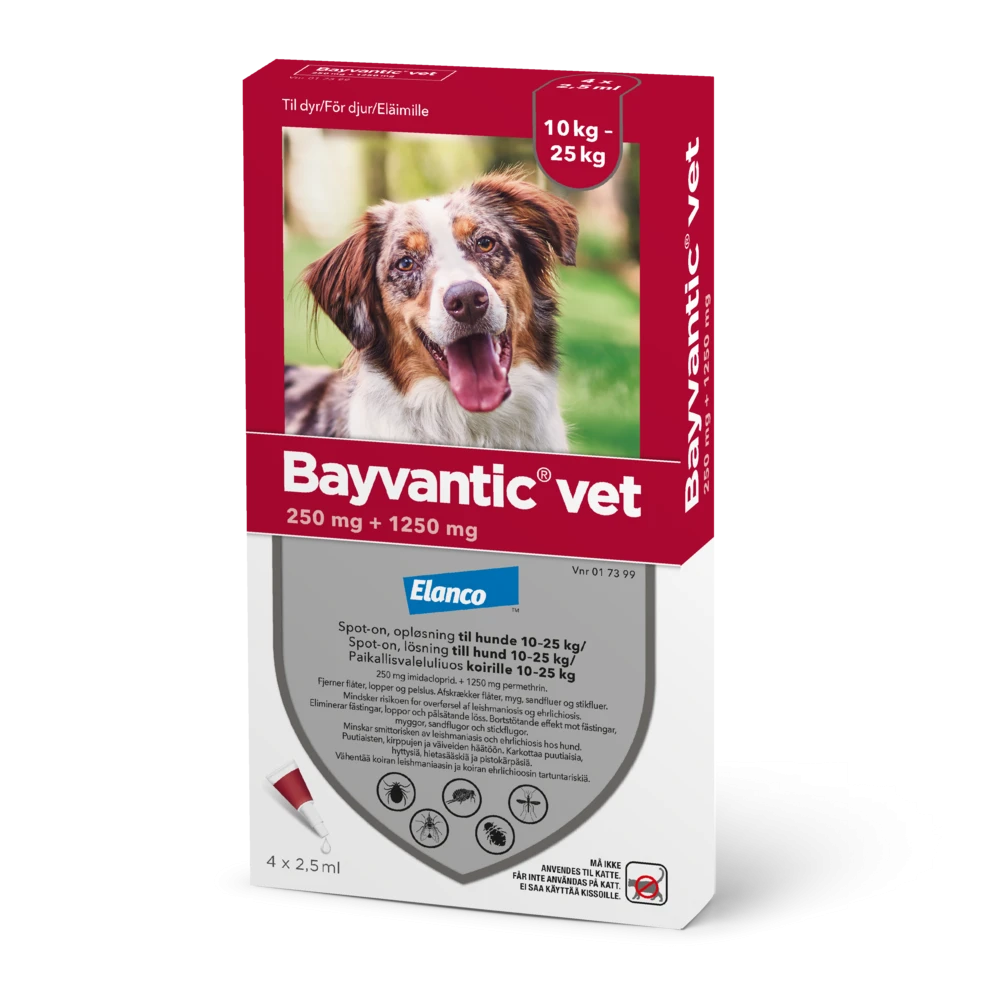 Bayvantic vet 1250/250 mg 4 x 2.5 ml paikallisvaleluliuos koirille 10–25 kg