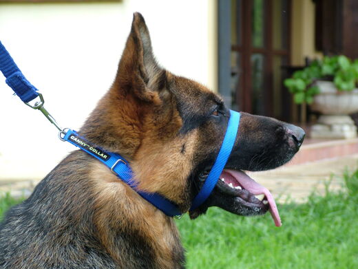 Canny Collar vedonestopanta sininen koko 7