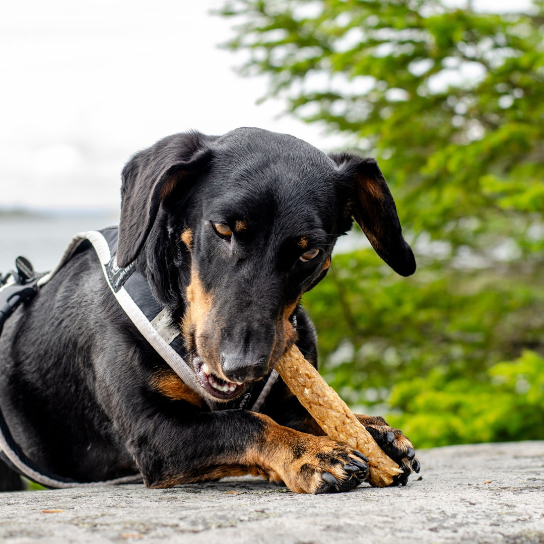 Alvar Pet Reindeer chews purutikku koiralle 5 kpl