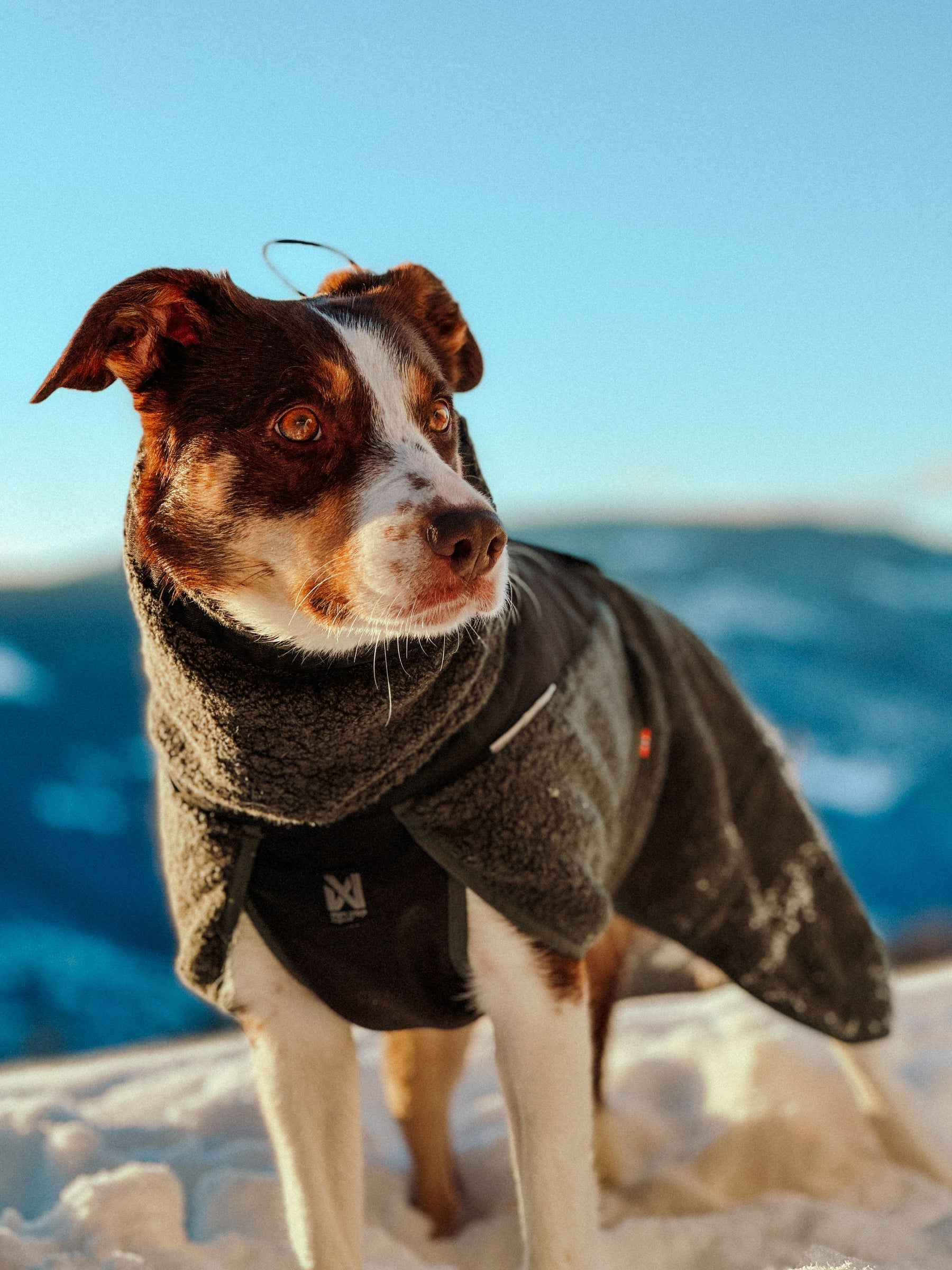 Non-stop Wool dog jacket Koko 40