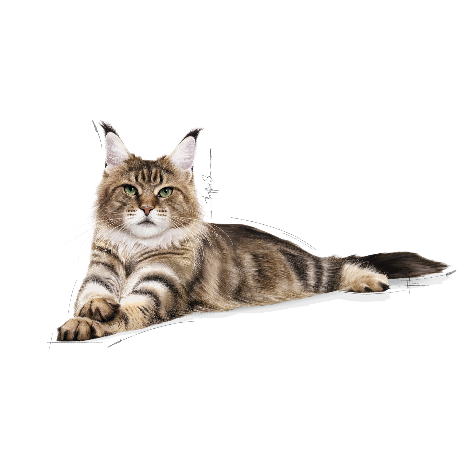 Royal Canin Maine Coon Adult kissalle 10 kg