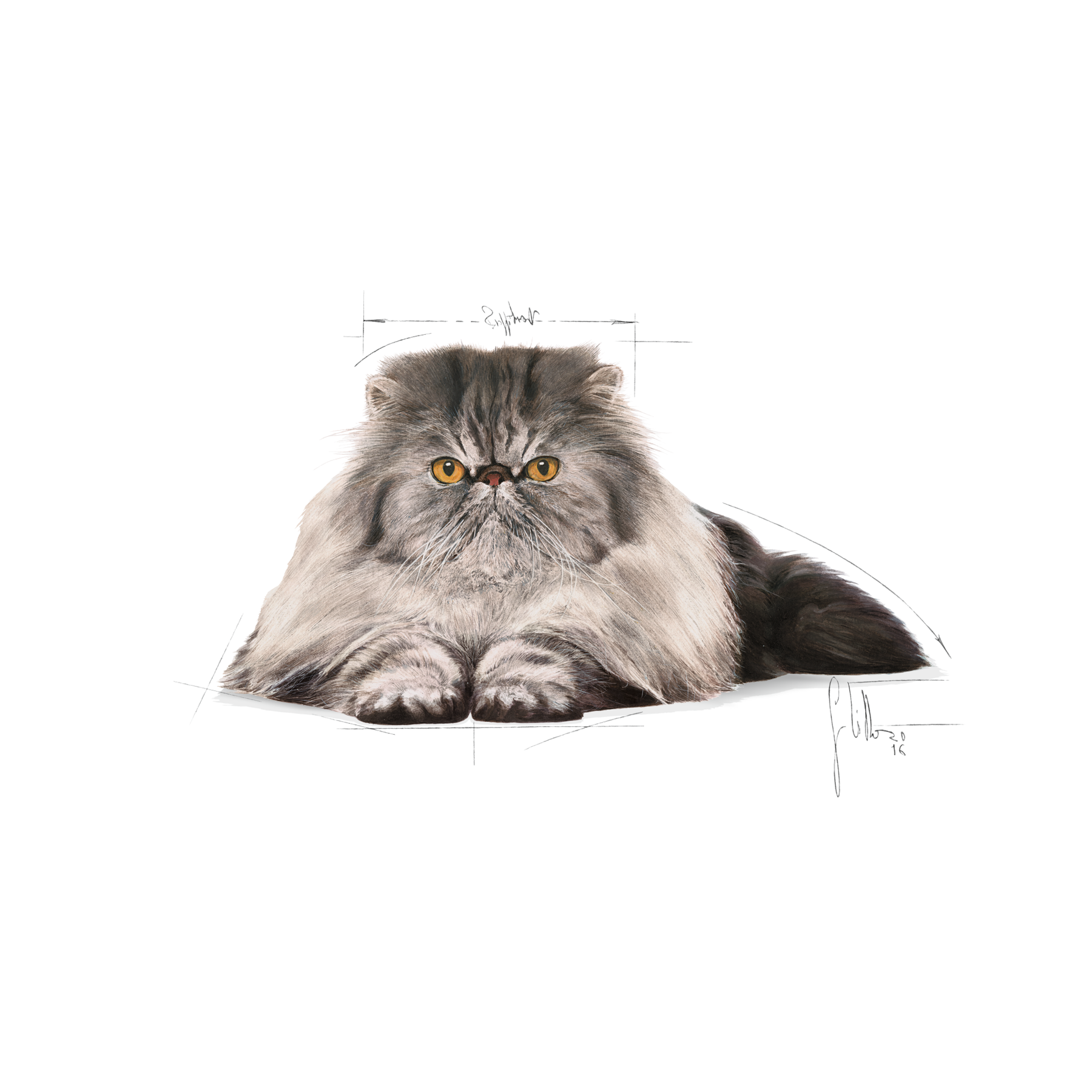Royal Canin Persian Adult kissalle 10 kg