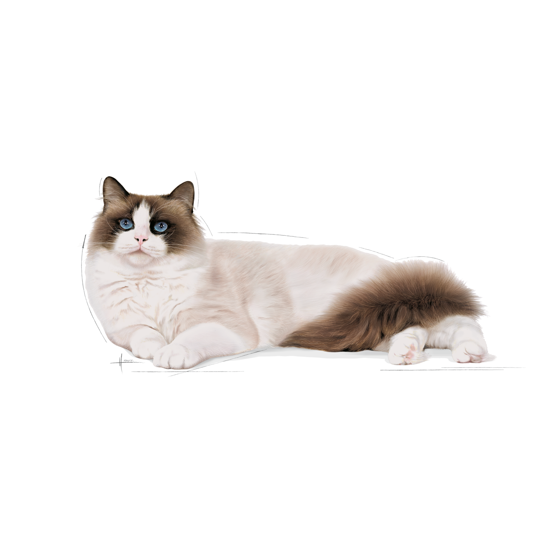 Royal Canin Ragdoll Adult kissalle 2 kg