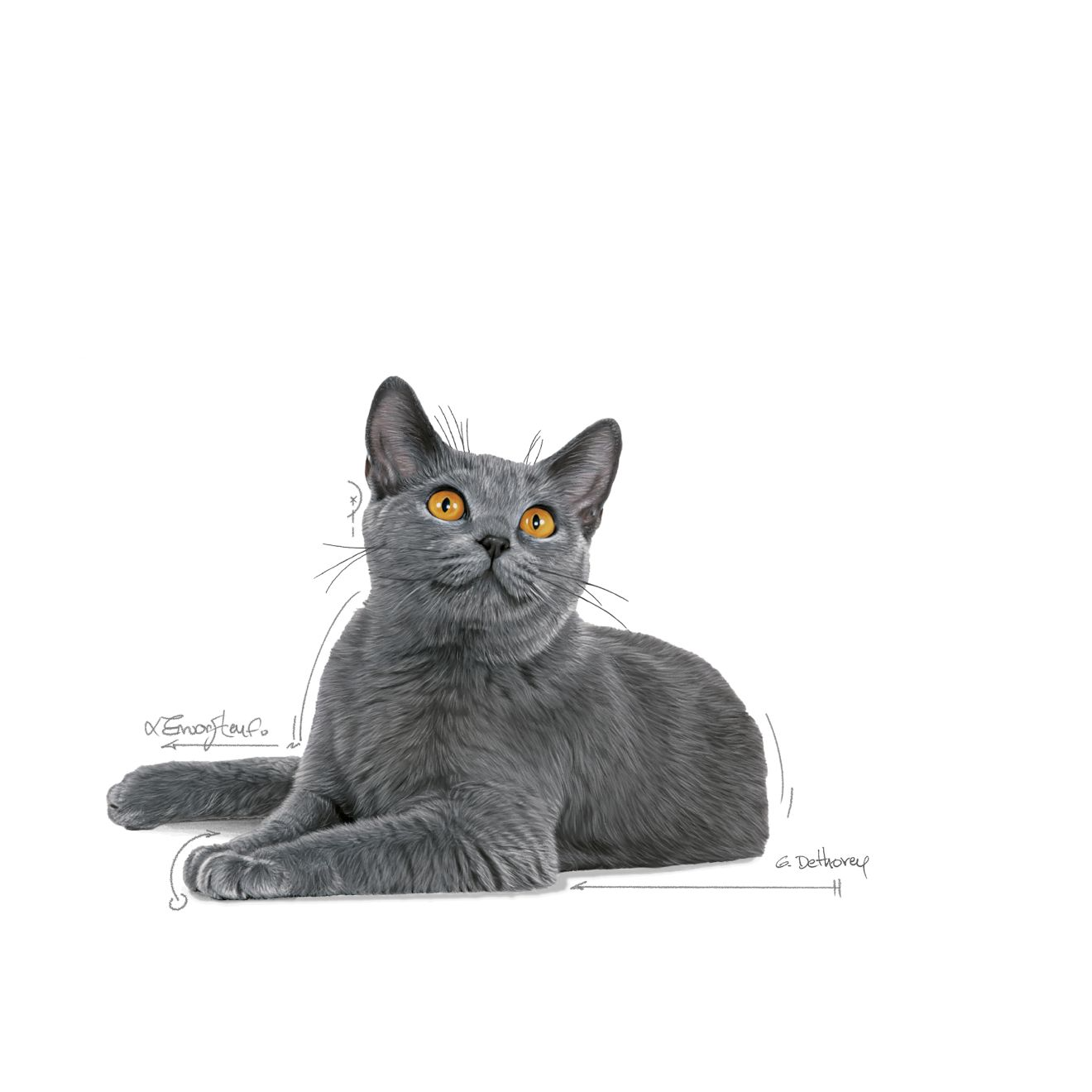 Royal Canin Dental Care kissalle 3,5 kg