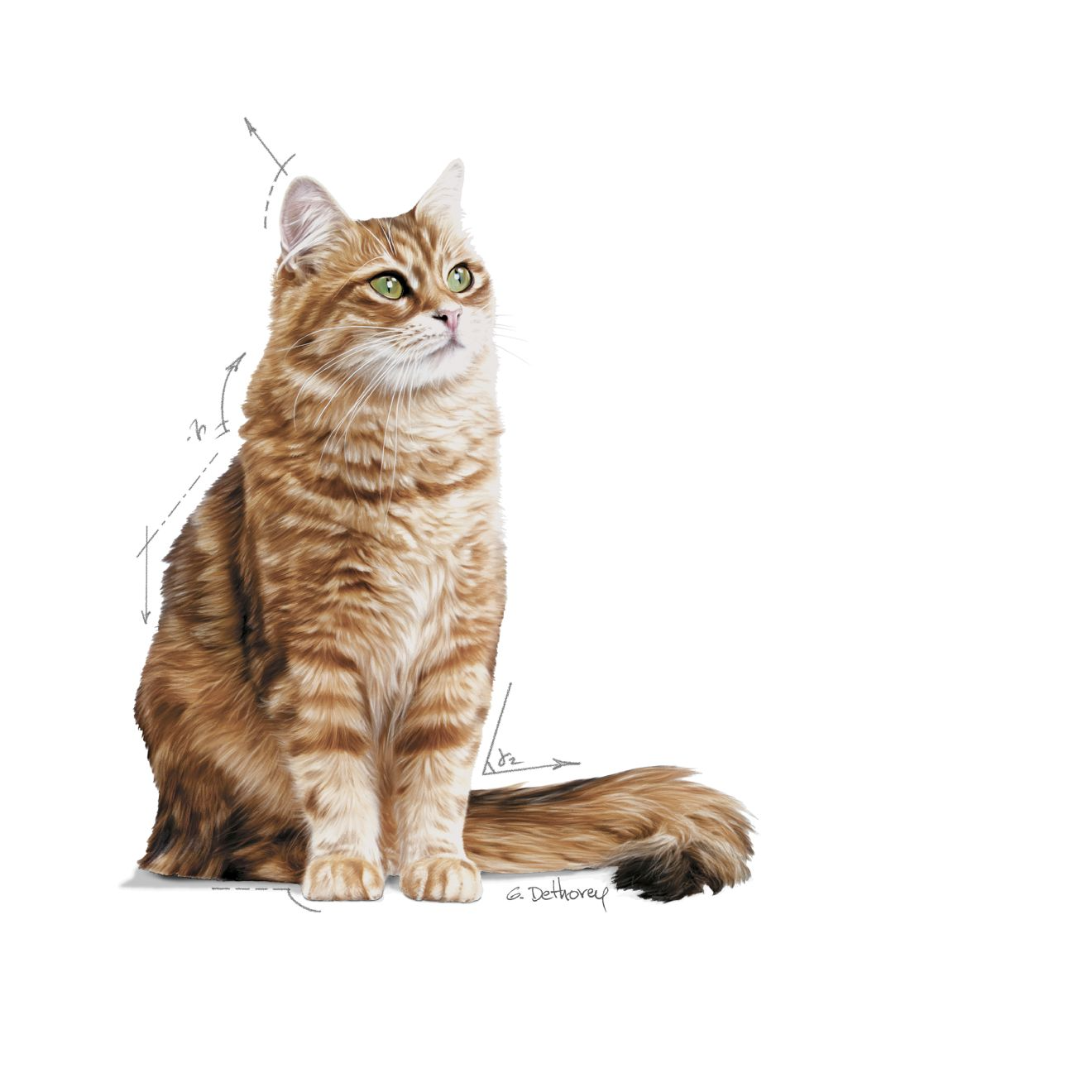 Royal Canin Digestive Care kissalle 400 g