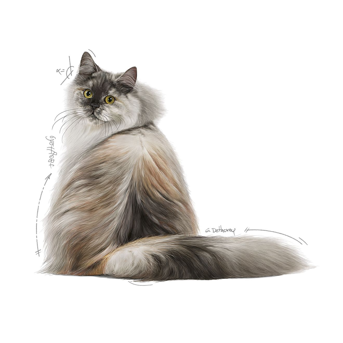 Royal Canin Hair & Skin Care kissalle 2 kg