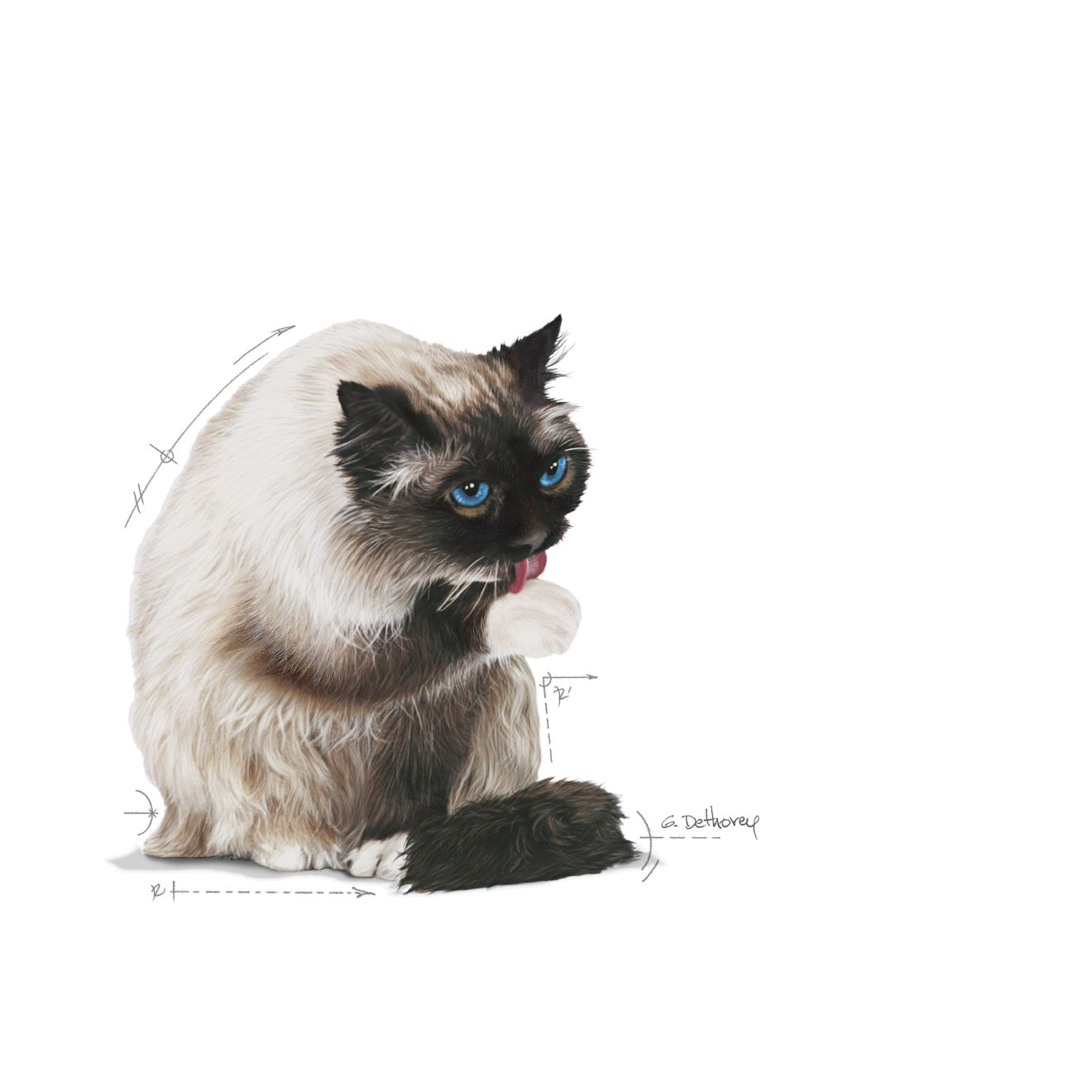 Royal Canin Hairball Care kissalle 4 kg
