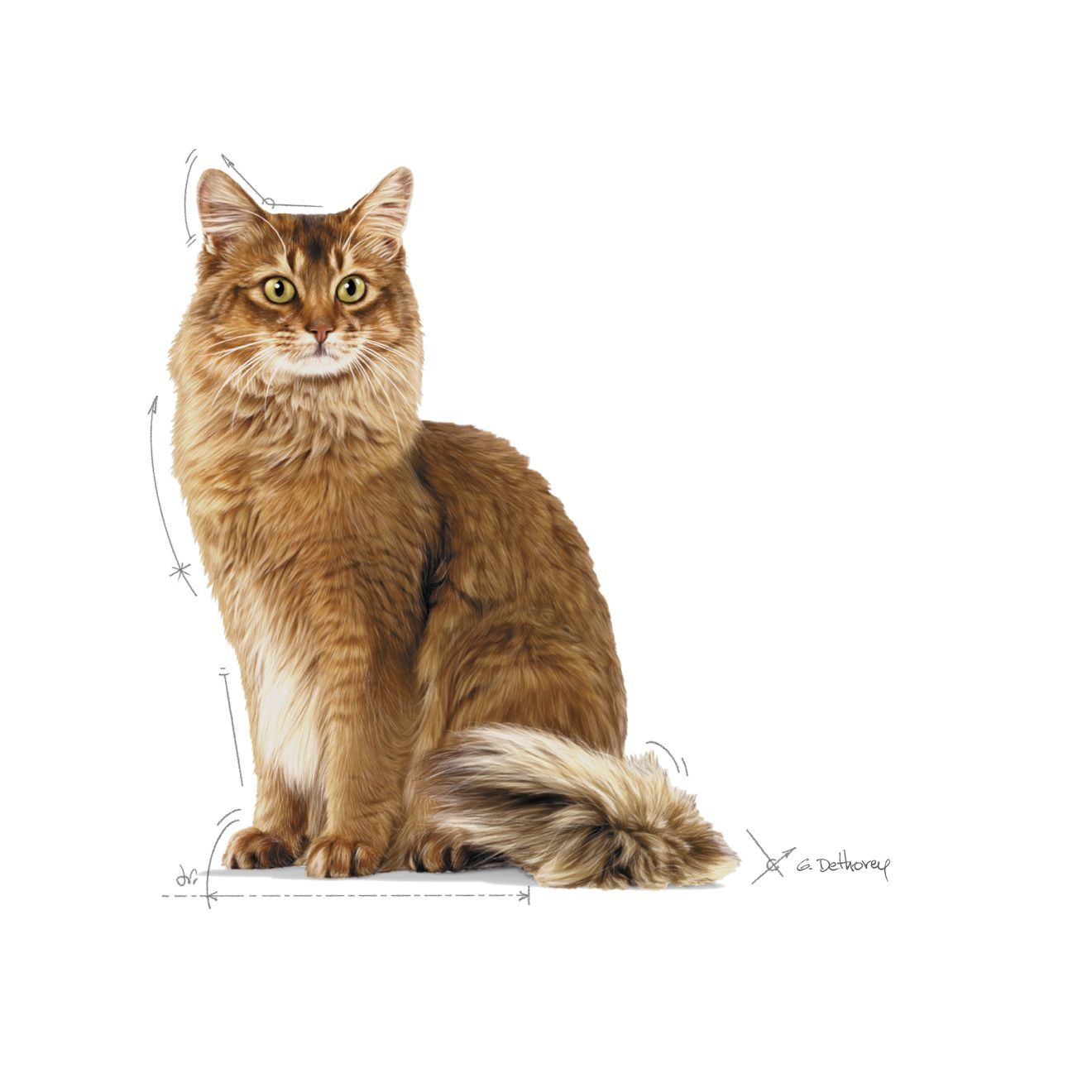 Royal Canin Light Weight Care kissalle 3 kg