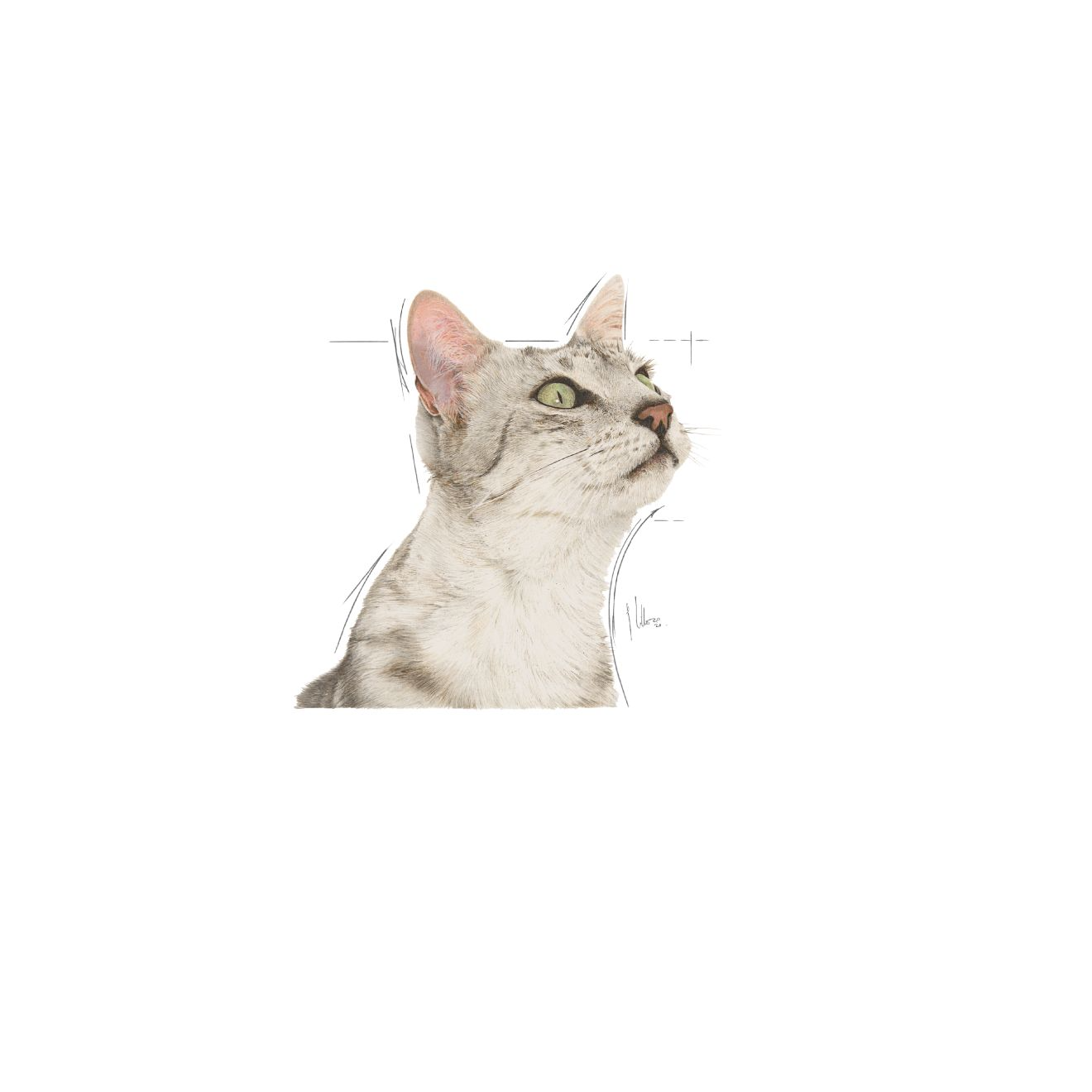 Royal Canin Sensory Smell Gravy kissalle 12 x 85 g