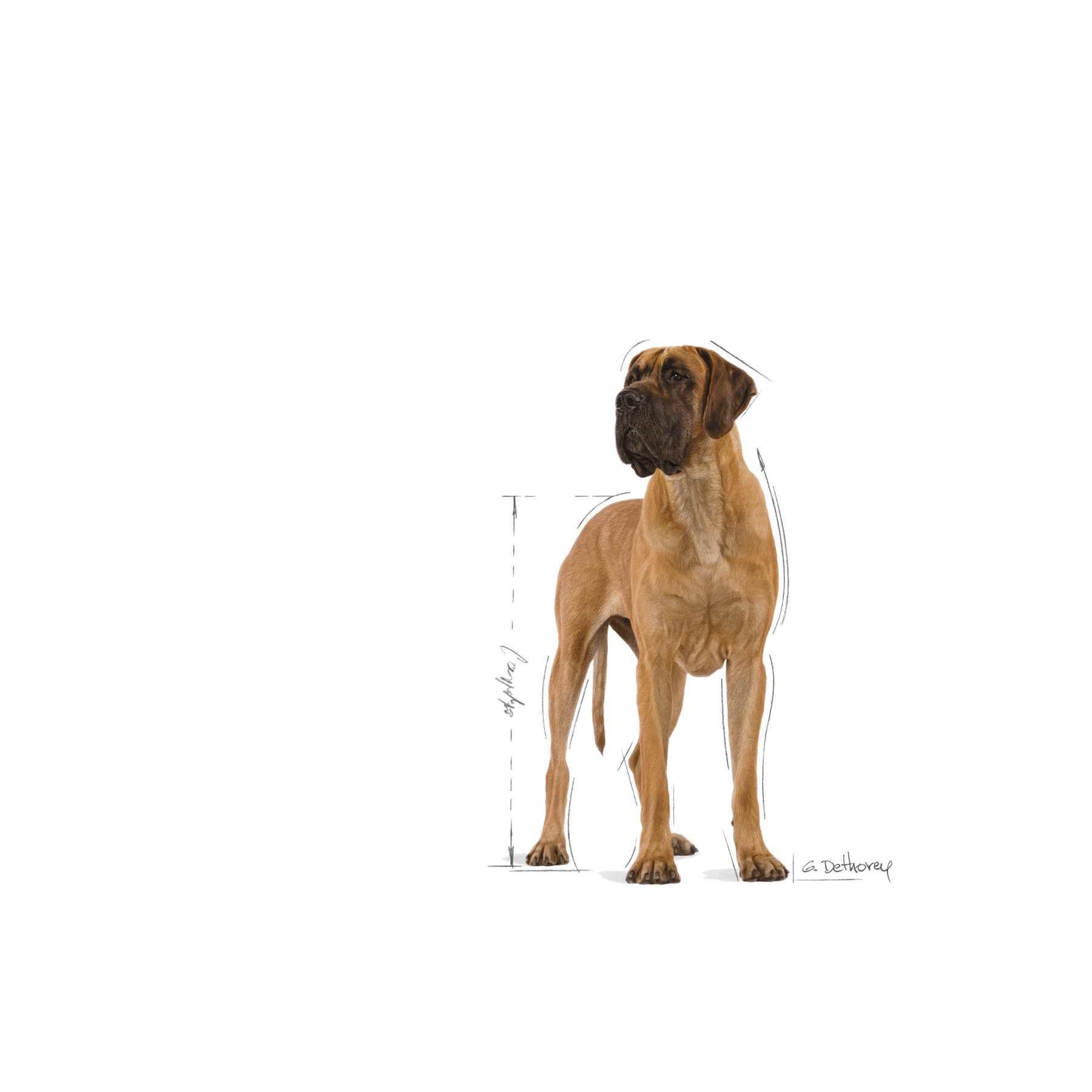 Royal Canin Great Dane Adult koiralle 12 kg