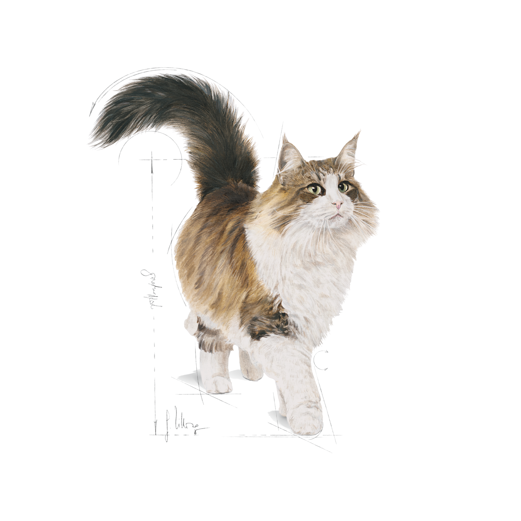Royal Canin Instinctive Jelly kissalle 12 x 85 g