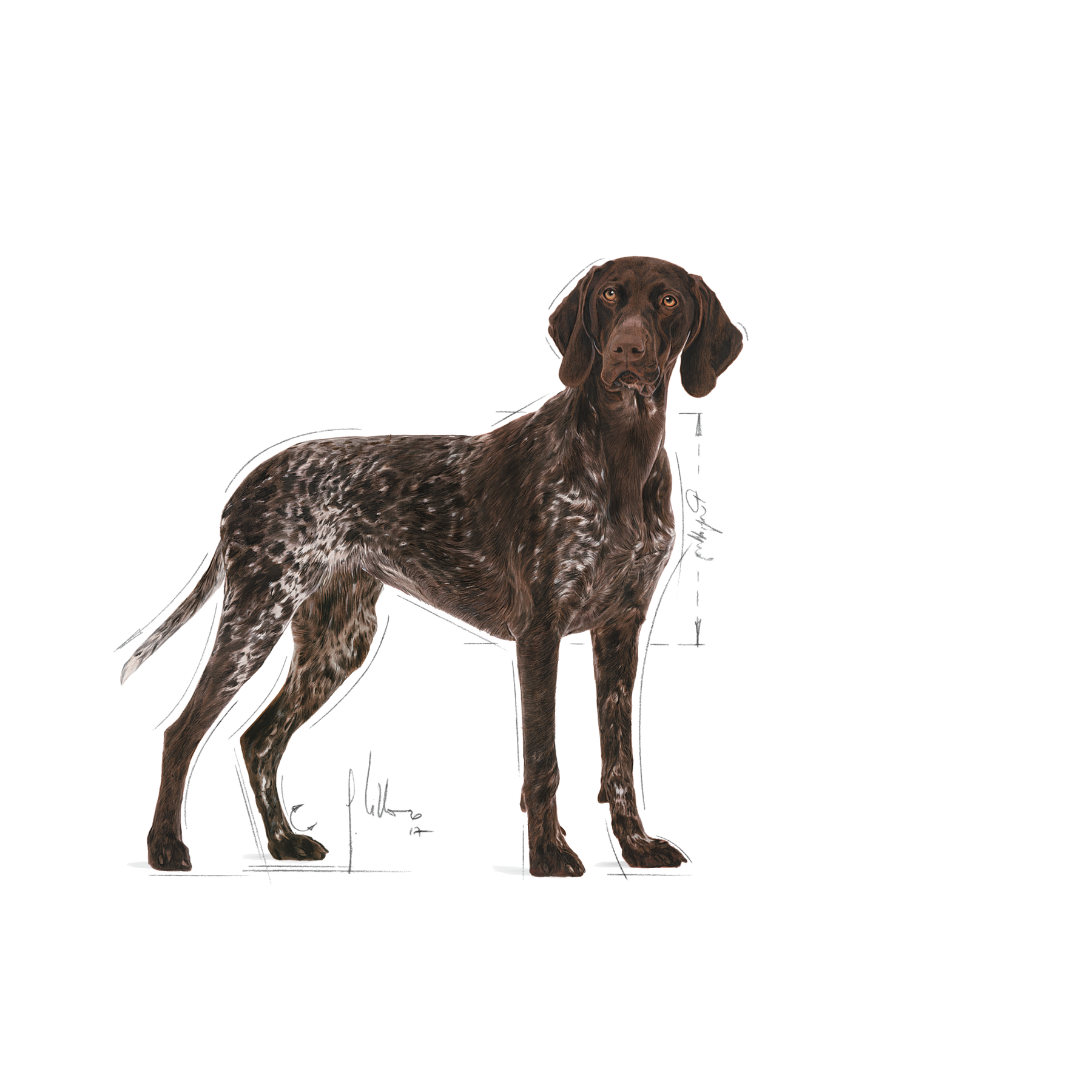 Royal Canin Digestive Care Maxi koiralle 12 kg