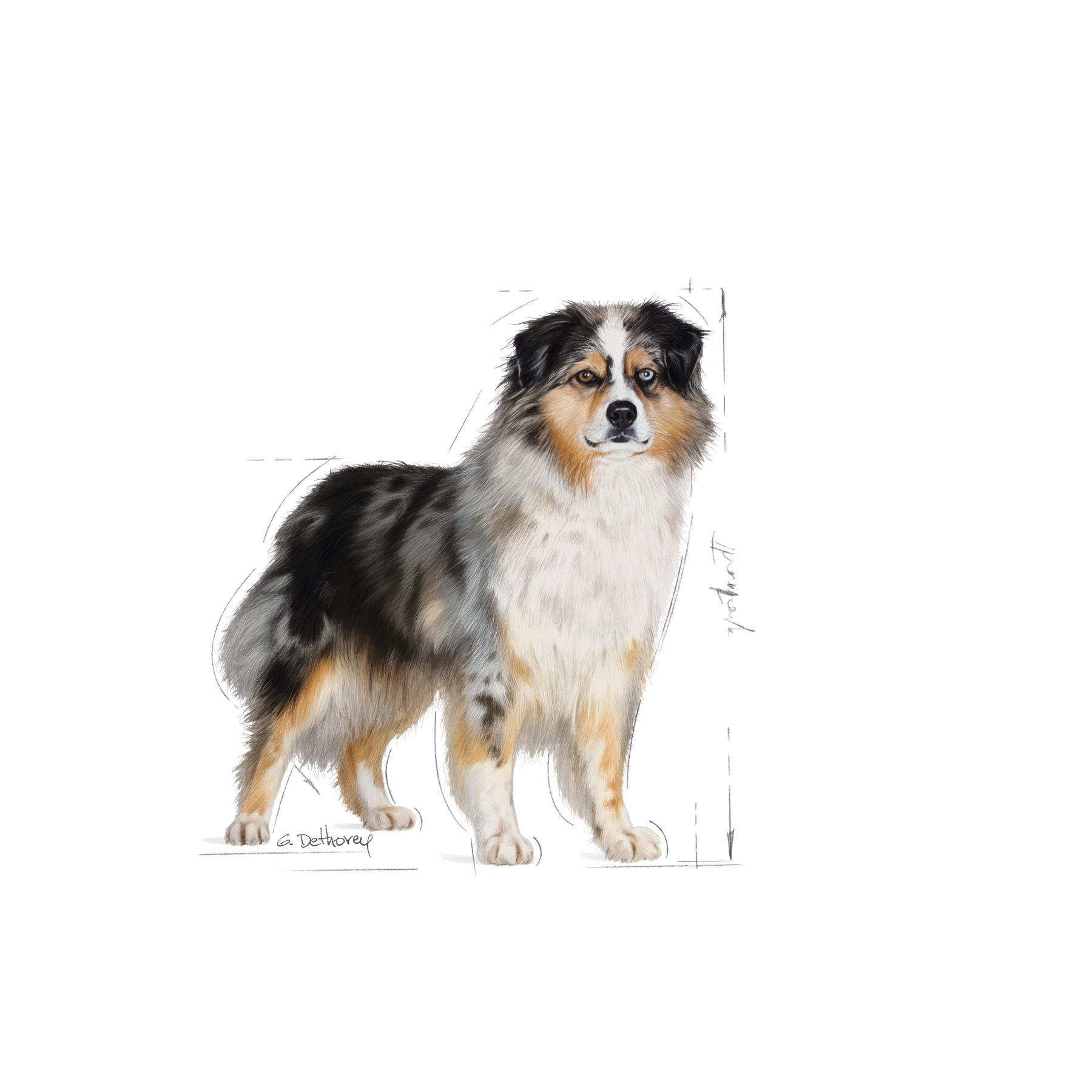 Royal Canin Sterilised Medium koiralle 3 kg PÄIVÄYSTARJOUS