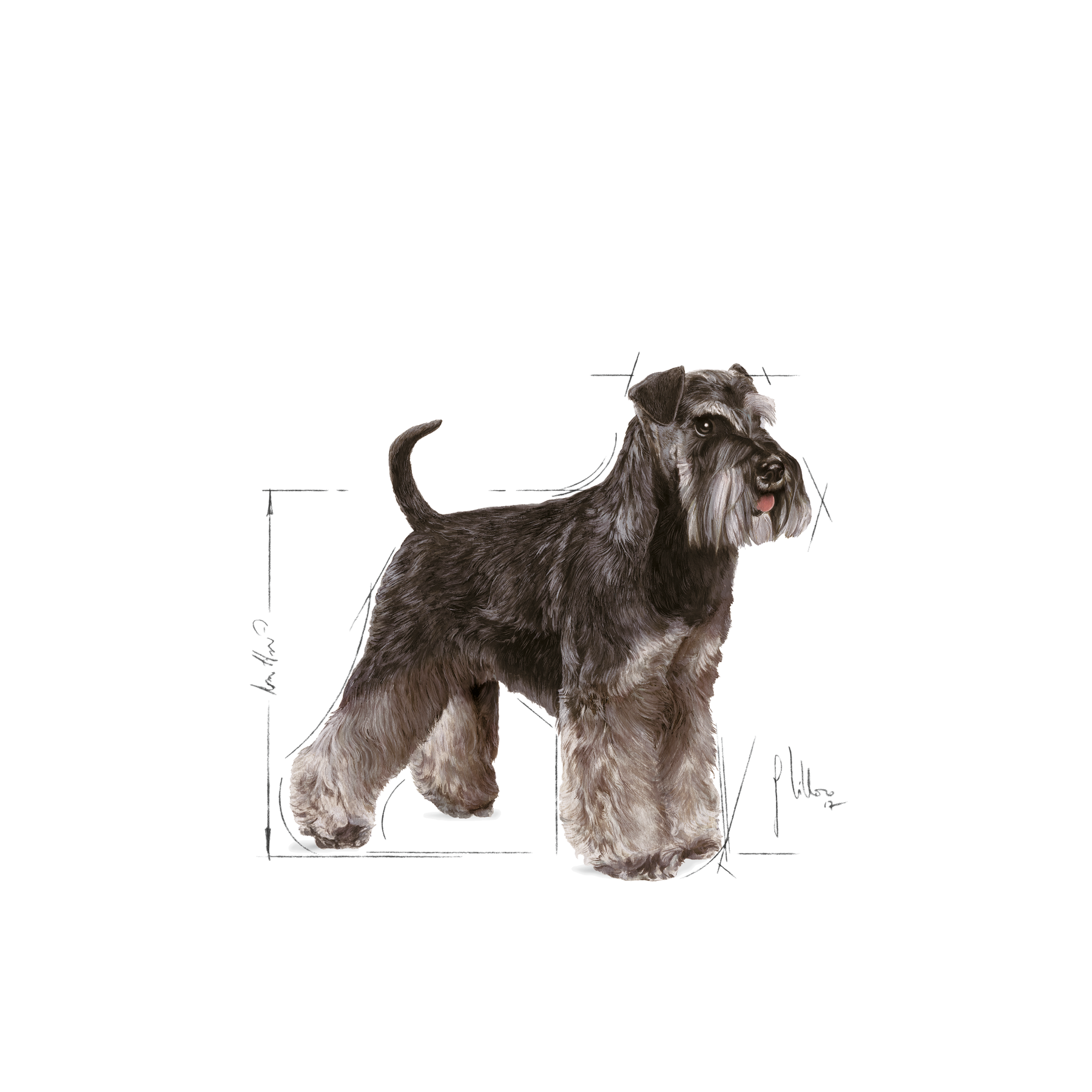 Royal Canin Miniature Schnauzer Adult koiralle 7,5 kg