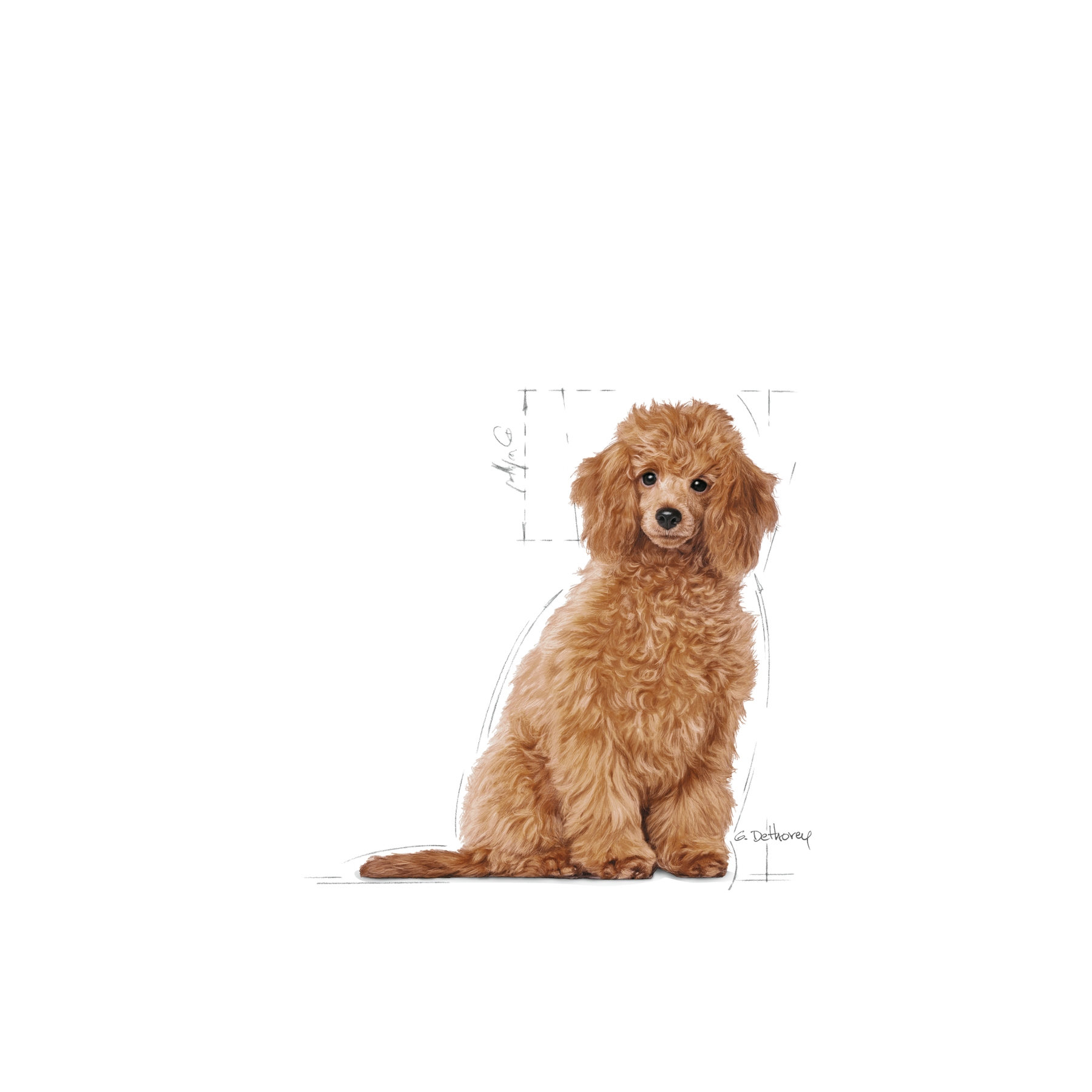 Royal Canin Poodle Puppy koiralle 3 kg