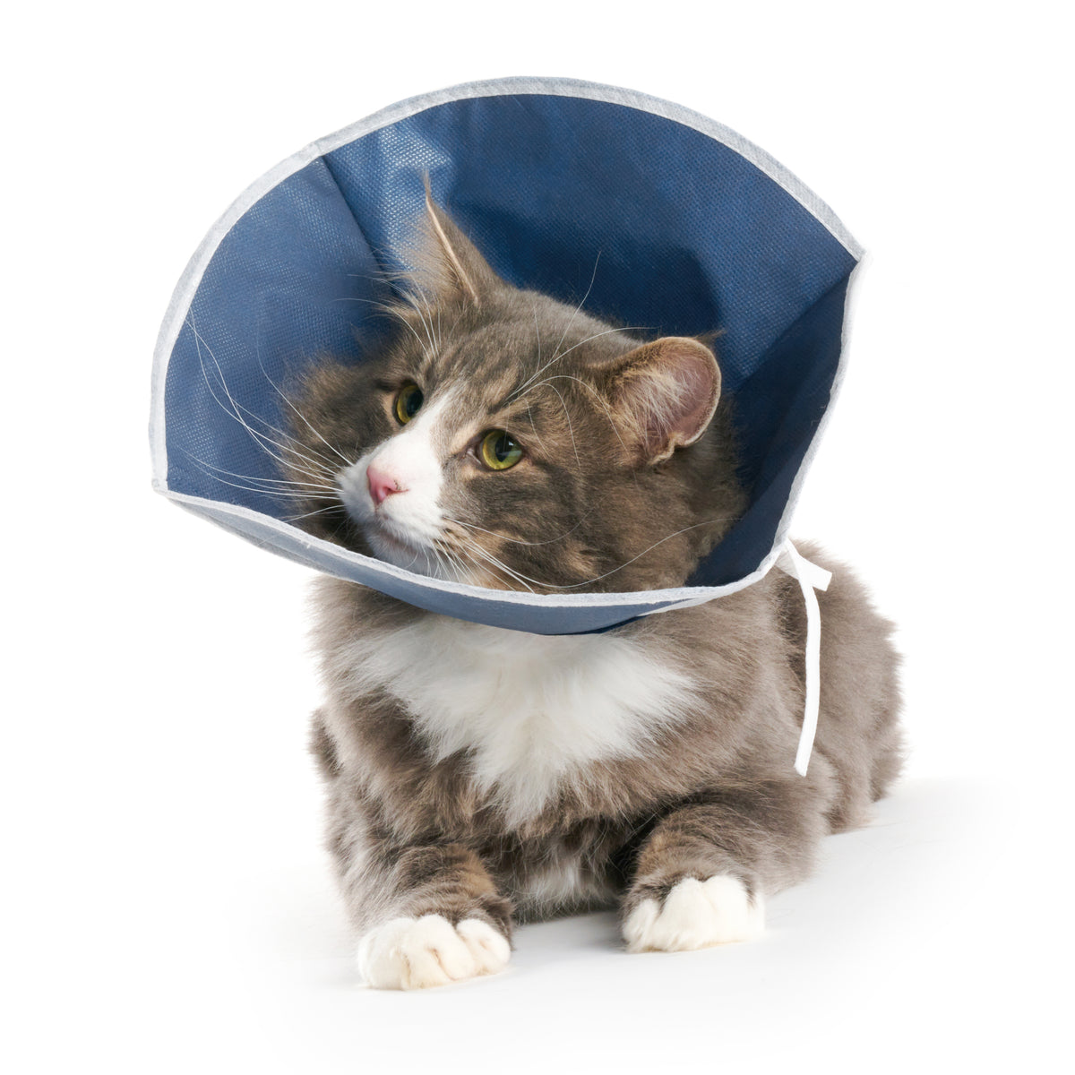 Buster Pehmokauluri kissalle tai koiralle