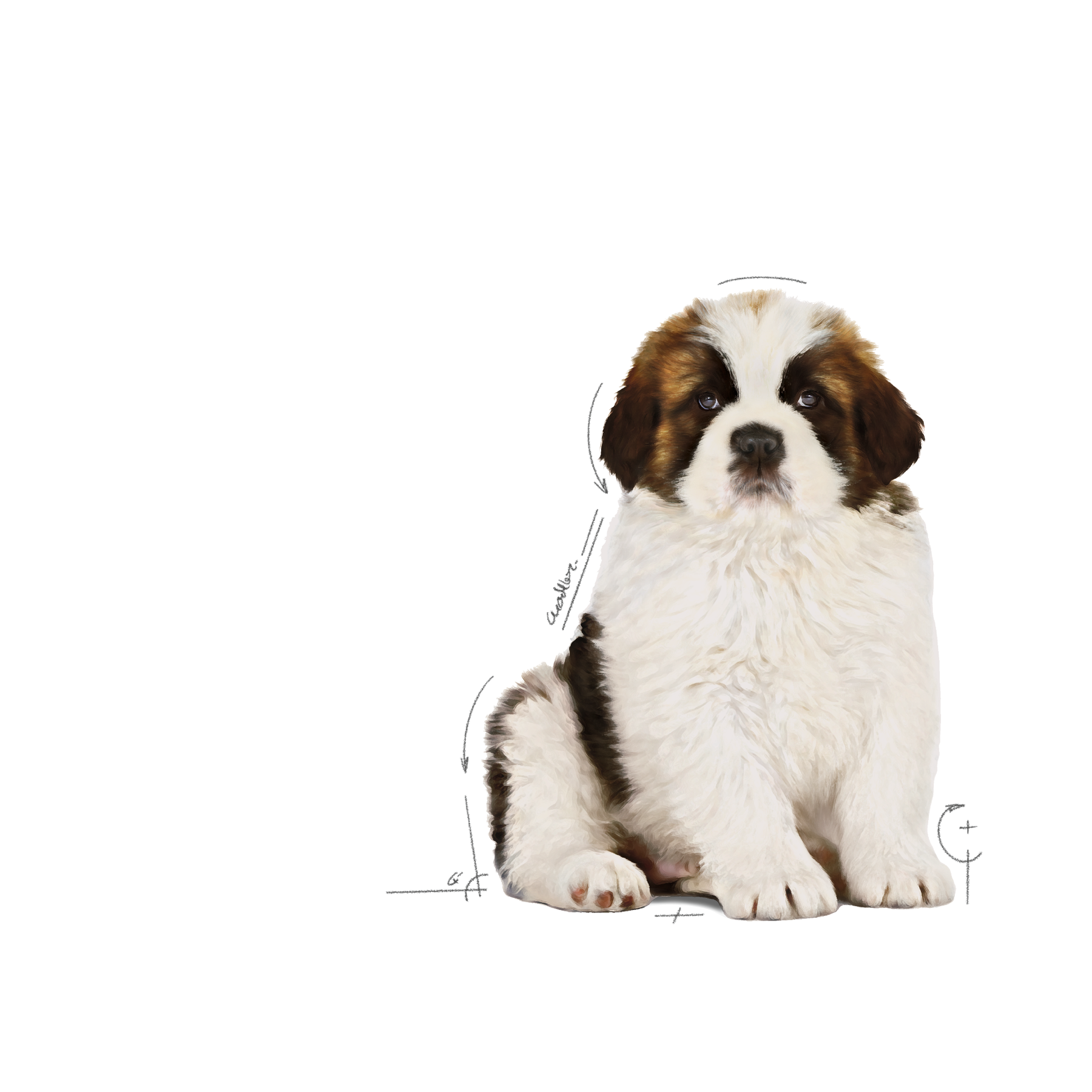 Royal Canin Giant Puppy koiralle 3,5 kg