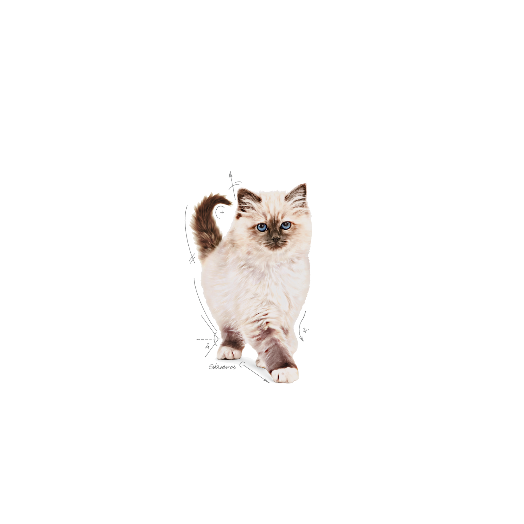 Royal Canin Kitten kissalle 400 g