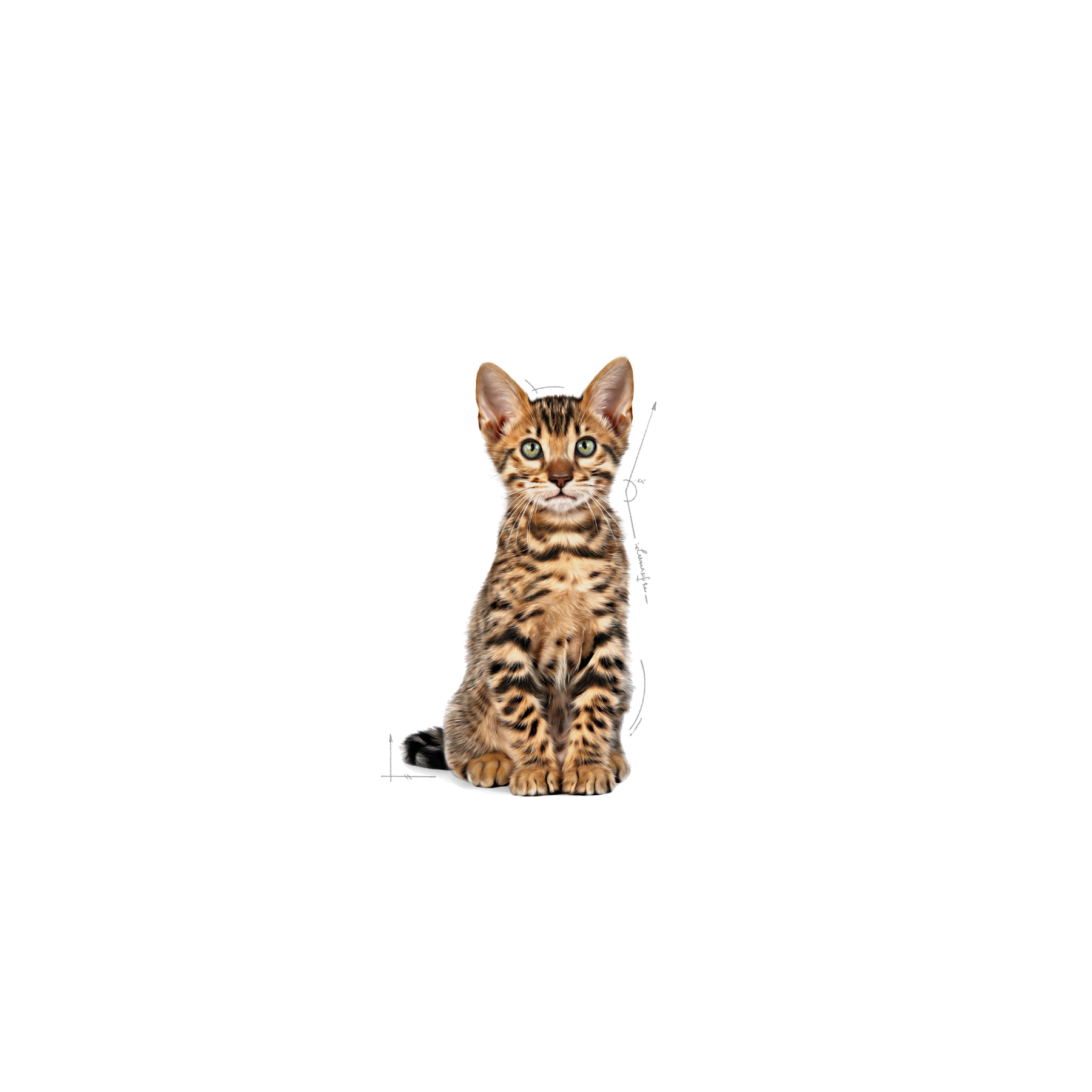 Royal Canin Kitten Sterilised kissalle 2 kg