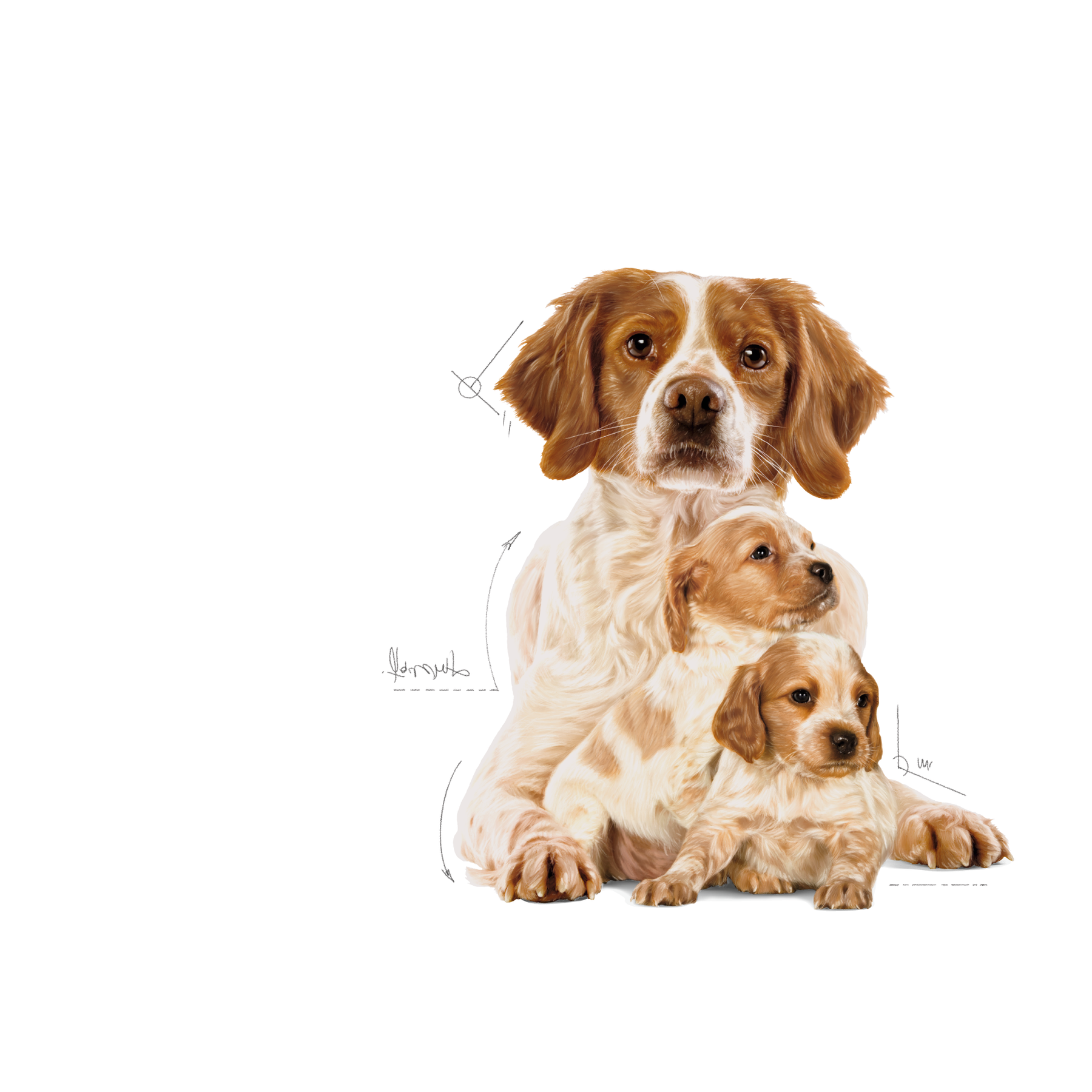 Royal Canin Medium Starter koiralle 4 kg