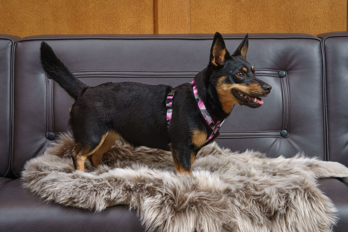 FinNero Camocolor Y-valjas pinkki S