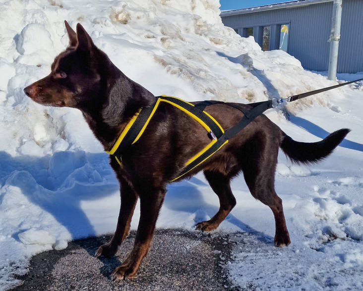 D&C Vetovaljas koko 3 keltainen