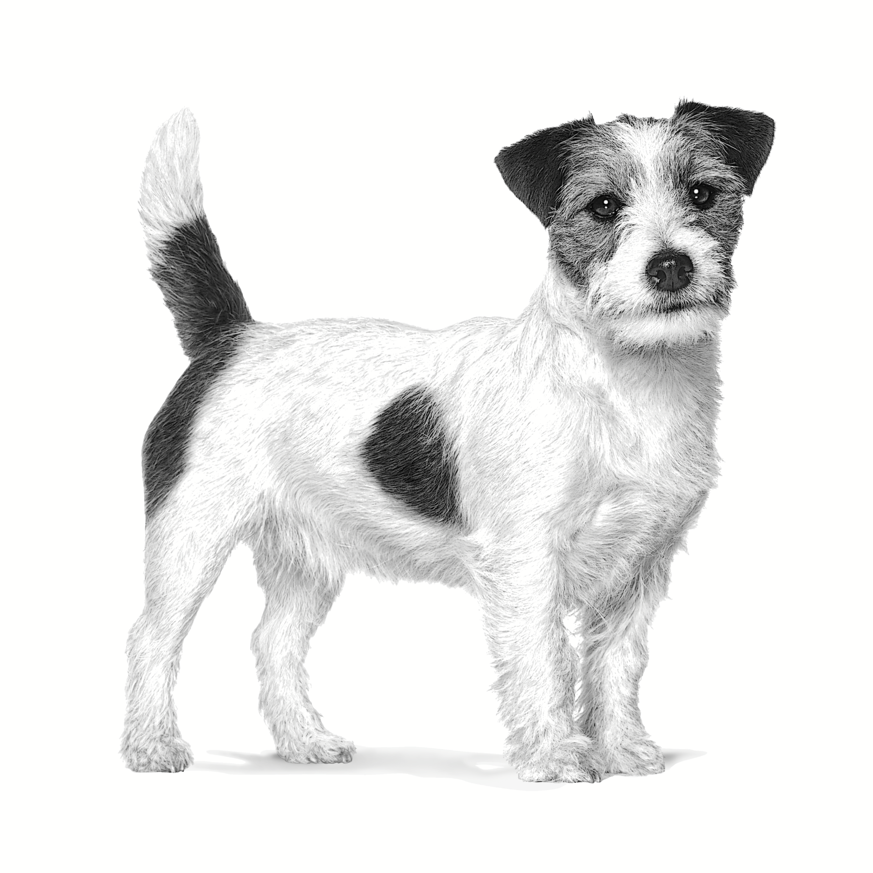 Royal Canin Veterinary Diets Health Management Adult Small dog koiran kuivaruoka 2 kg