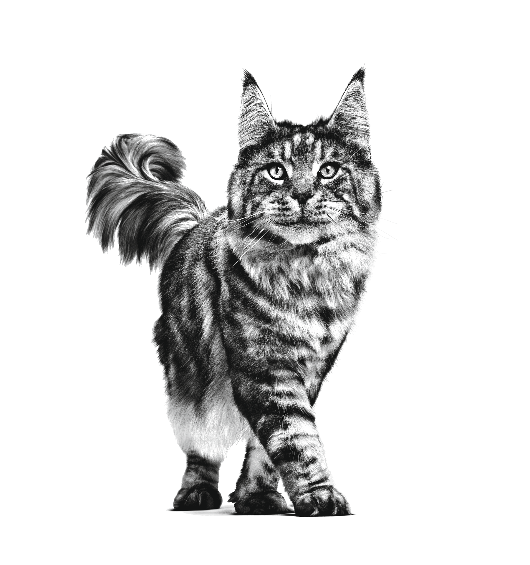 Royal Canin Neutered Balance kissalle 85 g MAISTELUPAKKAUS