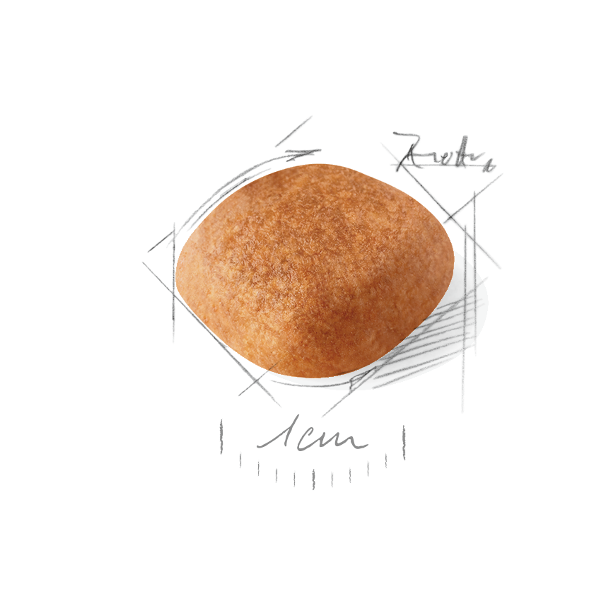 Royal Canin West Highland White Terrier Adult koiralle 1,5 kg